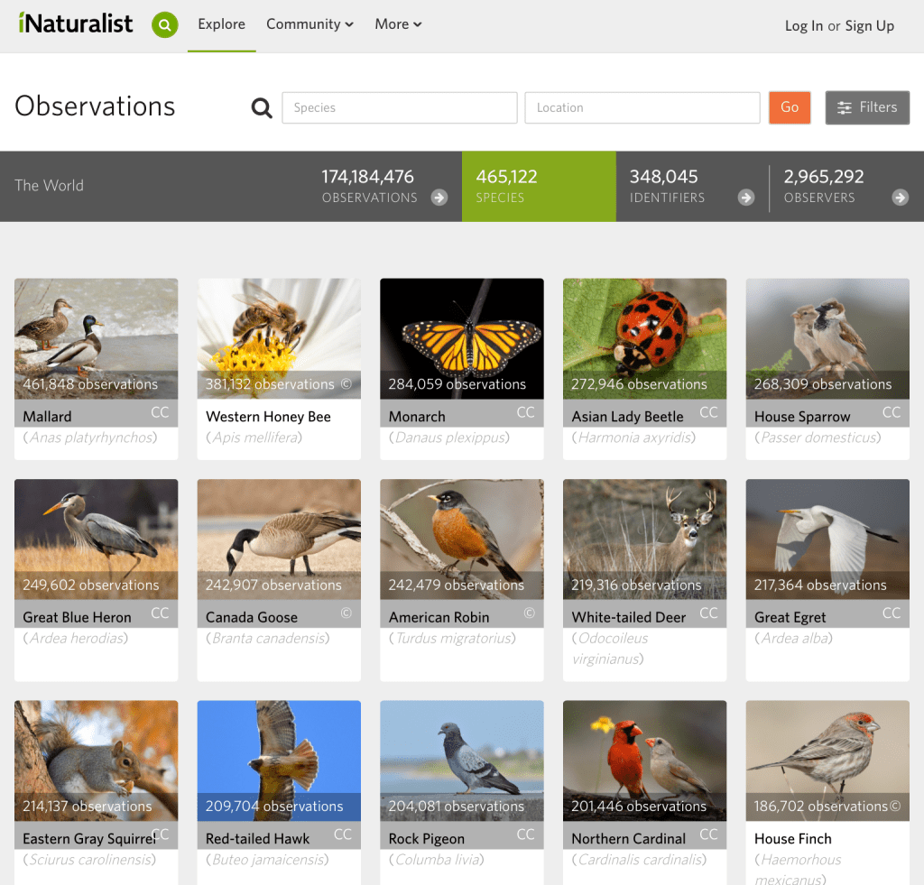 screenshot of various photographic observations uploaded by participants. There are over 174,184,476 observations, 465,122 species, 348.045 identifiers, and 2,965,292 observers in the system.