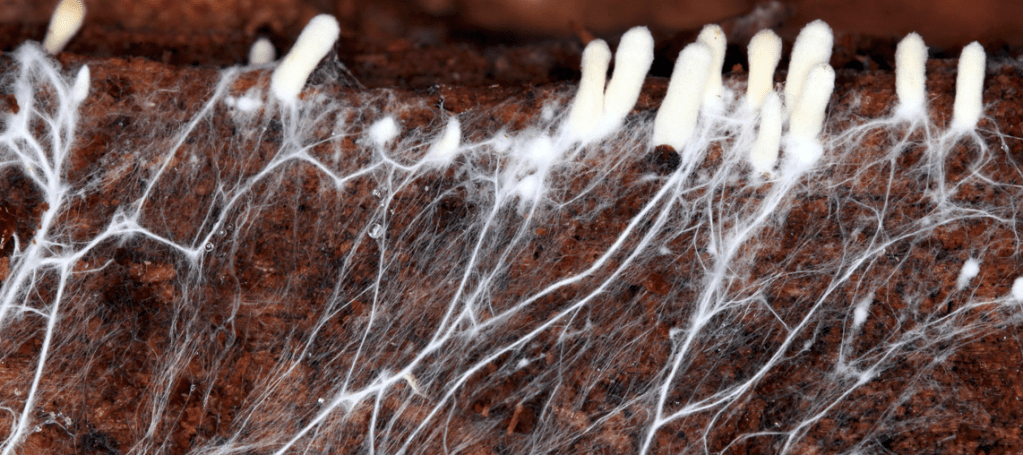 cross section of mycelium threads in growing medium